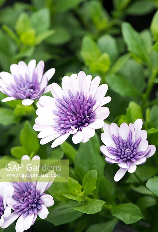 Osteospermum '3D violet ice' - African Daisy Double Violet - July - Oxfordshire