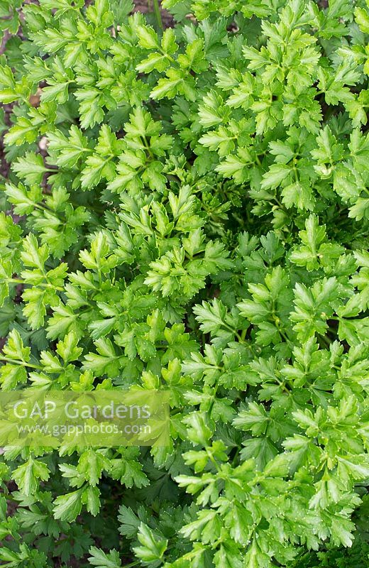 Petroselinum crispum var. neapolitanum 'Titan' - Flat leaved parsley - August - Oxfordshire