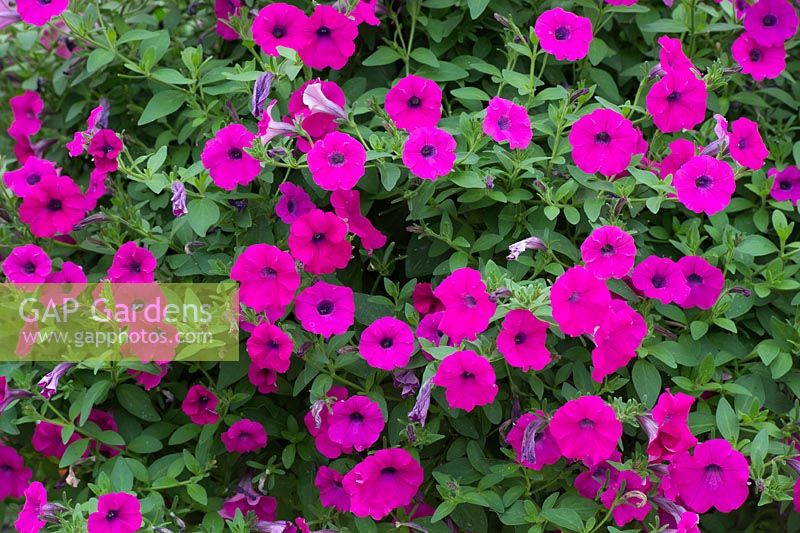Petunia 'Shock Wave Purple' in a hanging basket - July - Oxfordshire