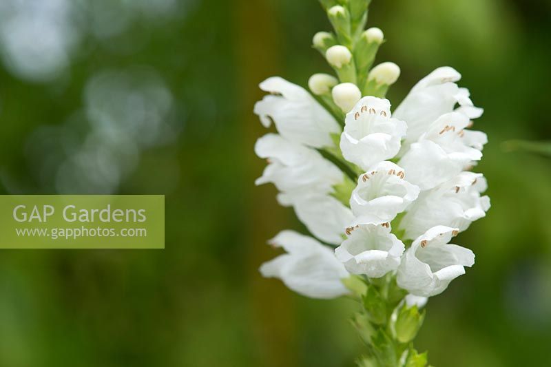 Physostegia virginiana - Obedient plant - July - Surrey