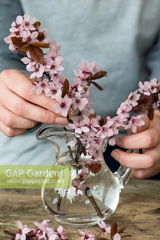 Woman making a spring posy in March.  Pink cherry blossom is placed first.