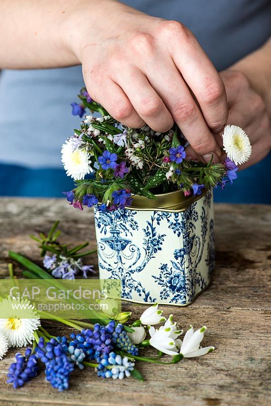 Blue and white posie step by step in April: White  Bellis daisies are added next to the lungwort, rosemary and white heather in an old tea tin.