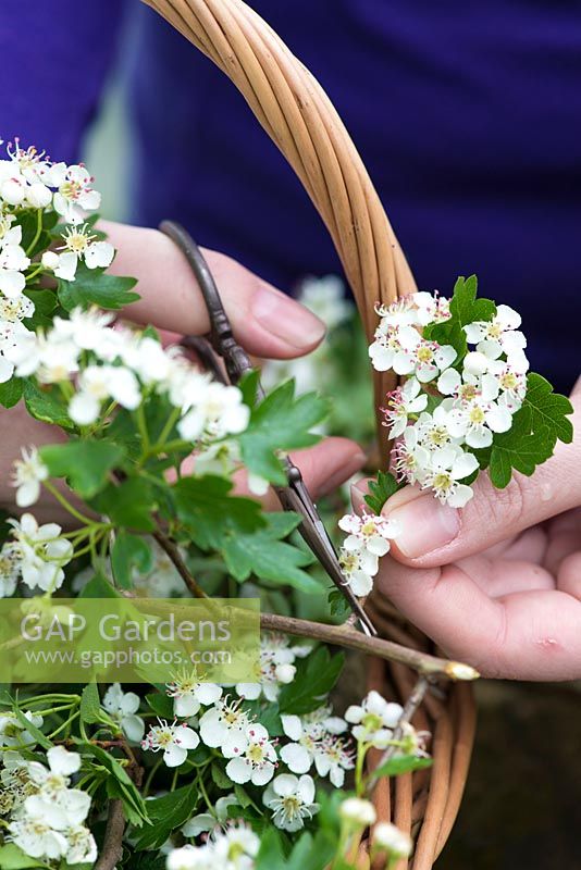All white posie step by step in May: Taking a cutting from a hawthorn branch.