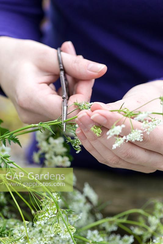 All white posie step by step in May: Cutting a sprig of cow parsley to length.