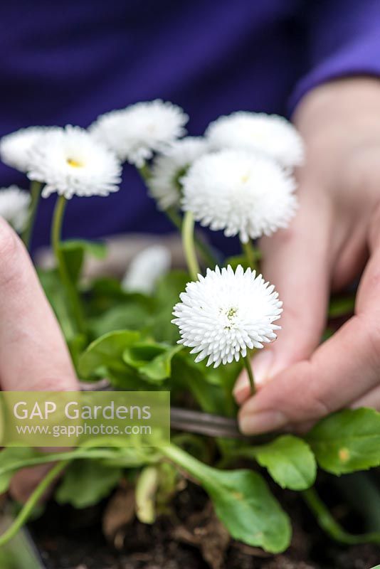 All white posie step by step in May: Cutting a white Bellis daisy.