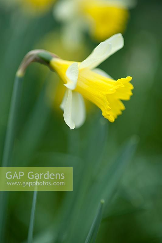 Narcissus 'Topolino': March, early Spring.