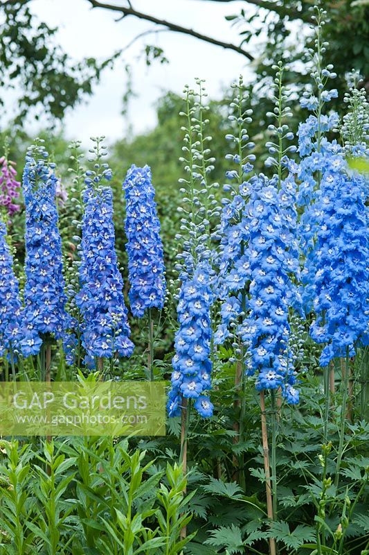 Delphiniums, neatly staked. June, early Summer.