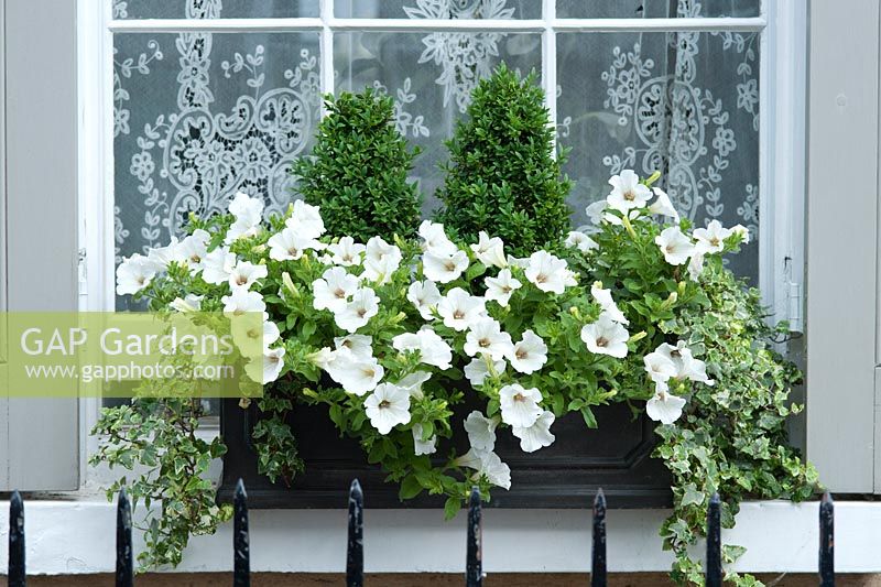 Window box with miniature box trees, white petunias and variegated ivy. June, early Summer.