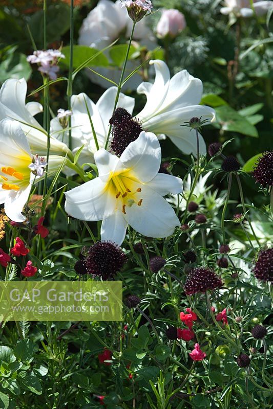 Lilium regale 'Album' with dark flowered scabios and scarlet salvia - Garden of Paradise: Turkish Tourism Board. Designer Nilufer Danis. Hampton Court Flower Show, June 2015.