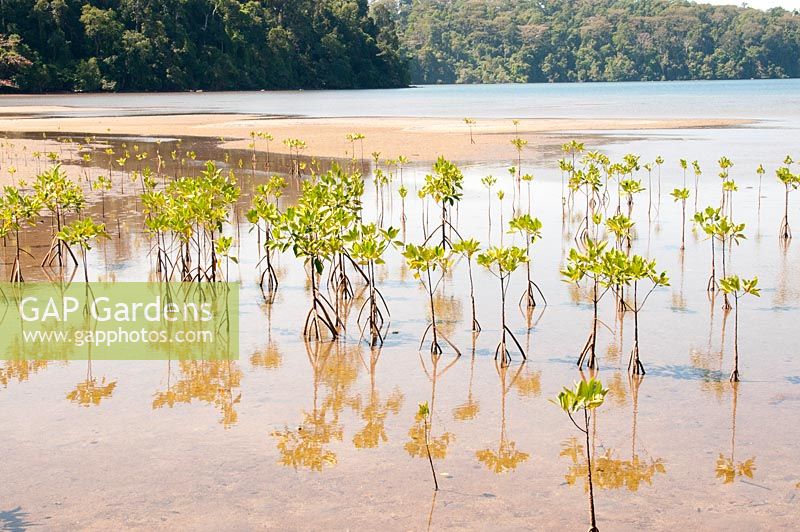 Rhizophora, Newly planted mangrove trees in low oxygen soil and slow moving water in the Phillipines