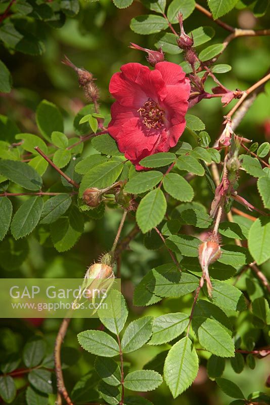 Rosa moyesii. Himalayan Garden, Harewood House,Yorkshire, UK. Early Summer, June 2015.