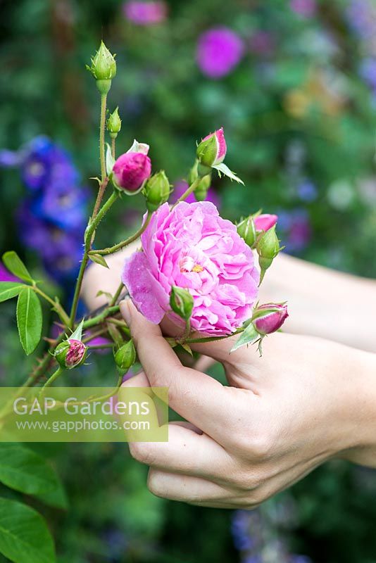 Cottage garden posie step by step in June: Cutting Rosa 'Harlow Carr'.
