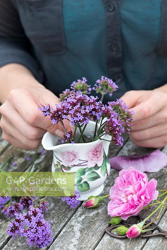 Cottage garden posie step by step in June. Combination of rose with perennial. Rosa 'Harlow Carr' and Verbena bonariensis.'Harlow Carr' is strongly fragrant and repeat flowers from early summer into autumn, making a superb cut flower.