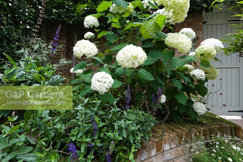 Walpole Gardens: London. Salvia 'Caradonna', Hydrangea arborescens 'Annabelle', Erigeron karvinskiansus