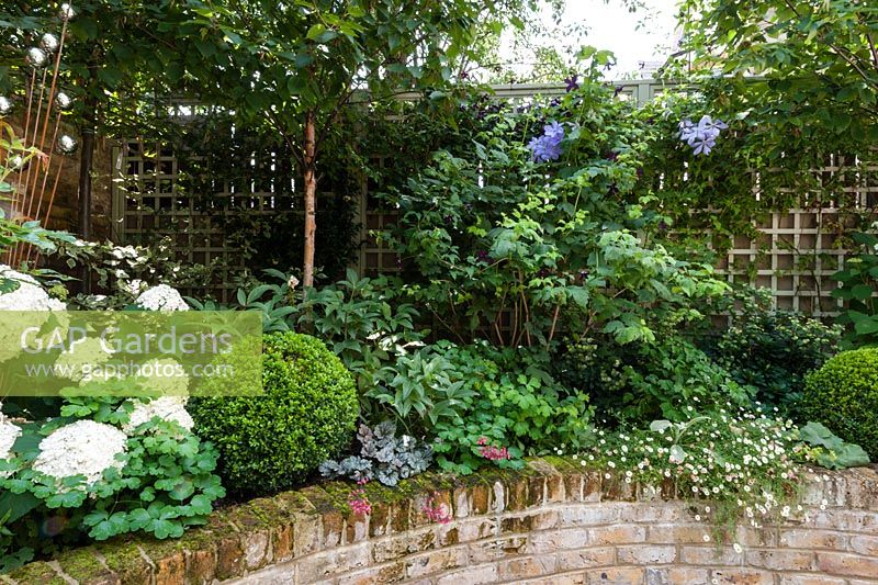 Walpole Gardens: London. July Hydrangea arborescens 'Annabelle', Buxus sempervivens, Heuchera 'Rave On', Erigeron karvinskiansus, Clematis Perle-d'Azur, Clematis 'Black Prince'