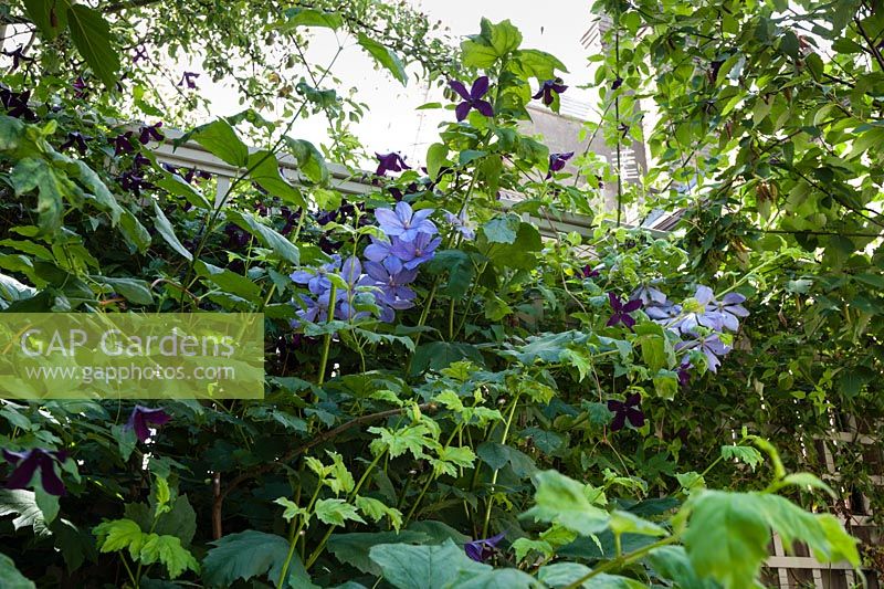 Walpole Gardens: London. Clematis Perle-d'Azur and Clematis 'Black Prince'