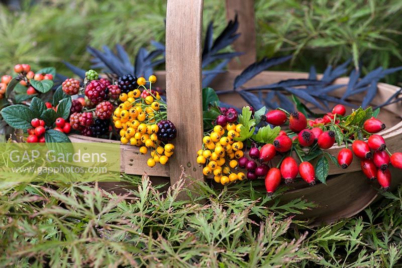 Hips and berries posie step by step in November. Basket of freshly picked stems of berries from blackberry, cotoneaster, pyracantha and hawthorn: red rose hips and foliage from black elder.