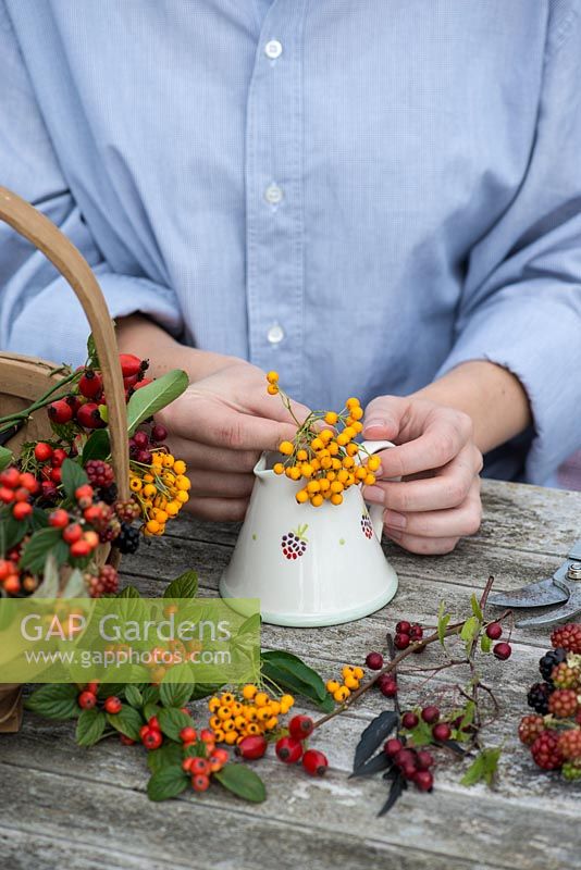 Hips and berries posie step by step in November. Preparing berried stems of cotoneaster to place around the edge of the jug.