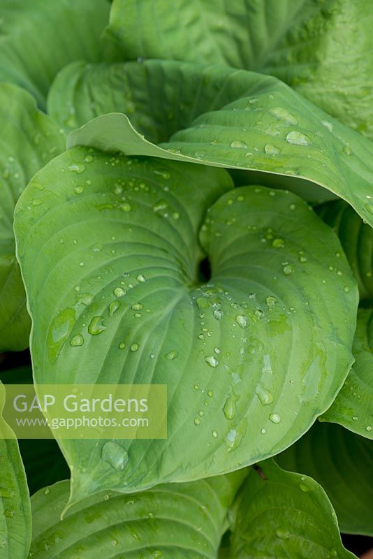 Hosta 'August Moon', plantain lily, a perennial with green, textured, heart-shaped leaves that appear in late spring.