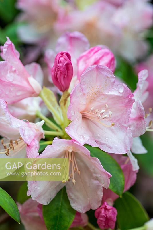 Rhododendron yakushimanum 'Mist Maiden' - Evergreen azaleas, bearing masses of pink flowers in spring. 