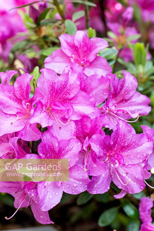 Rhododendron 'Beethoven'. Evergreen azaleas, bearing masses of pink flowers in spring. 