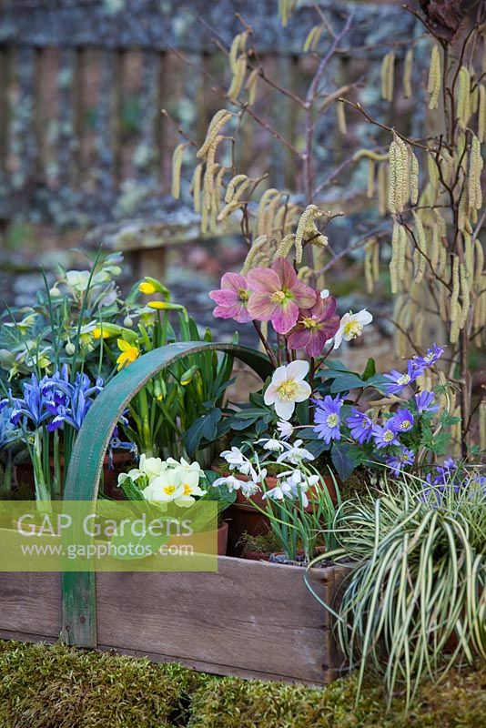 Spring assemblage with Snowdrops, Narcissus 'Tete a Tete', Salix, Heleborus, Anemone blanda in wooden trug