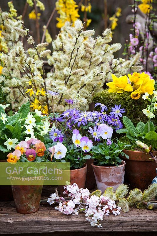 Spring assemblage with Violas, Narcissus, Salix, Primrose, Anemone blanda