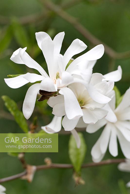 Magnolia stellata 'Royal Star' AGM