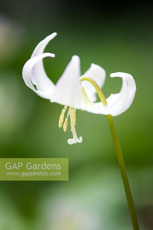 Erythronium californicum 'White Beauty'- fawn lily, AGM
