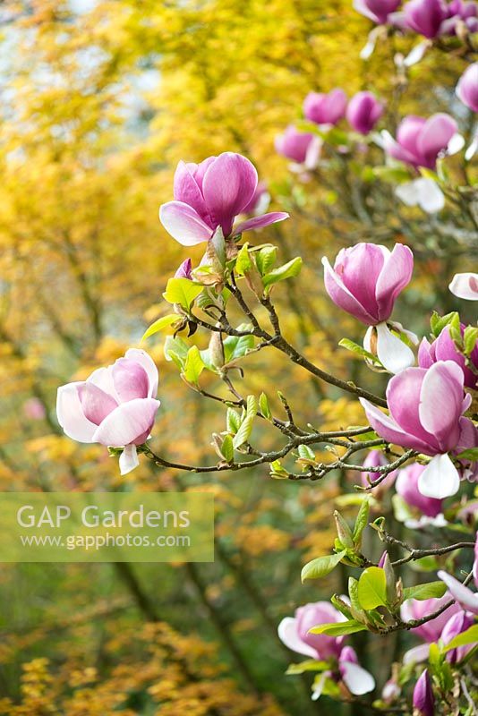 Magnolia soulangeana 'Lennei' - saucer magnolia 
