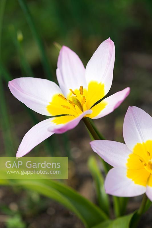 Tulipa saxatilis 'Lilac Wonder' AGM
