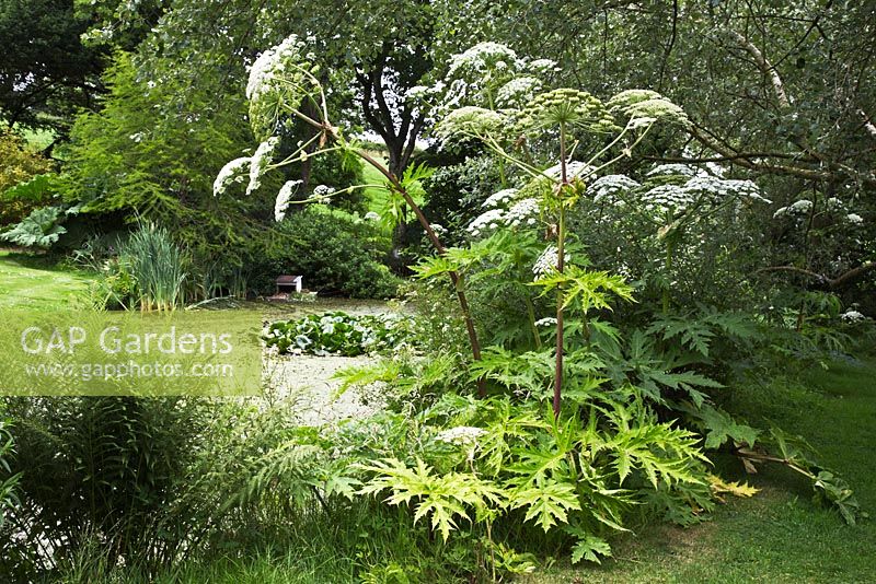 Cicuta virosa - Cowbane, genus of Umbelliferous plants - The lake is located at the lower reaches of the Apple Tree Lawn.  Burrow Farm Gardens, Axminster, Dorset. July