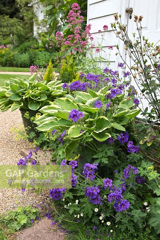 Hostas, Common Valerian, Golden Rod and Geranium in an attractive group against the house. Fordcombe open day for garden lovers.  Kent. June.