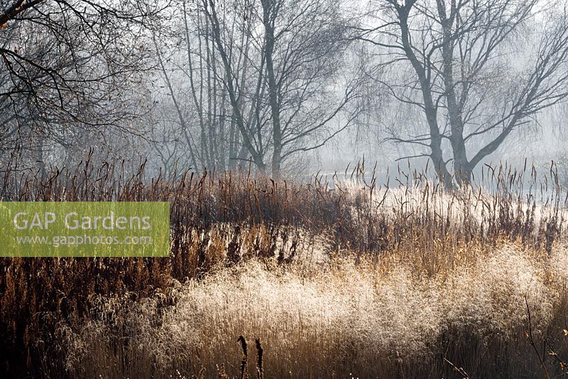 View of prairie planting with frost melting in early sun and mist. Lake in distance. Plants include: Deschampsia cespitosa 'Goldschleier', syn. D. cespitosa 'Golden Veil', Deschampsia 'Goldtau', Lythrum, Astilbe chinensis var. taquetii 'Purpurlanze', Persicaria amplexicaulis