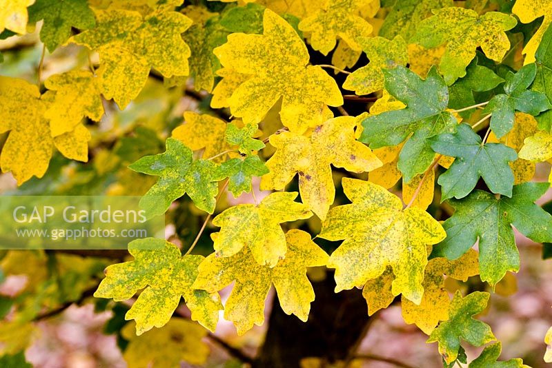 Acer campestre, field maple, autumn foliage