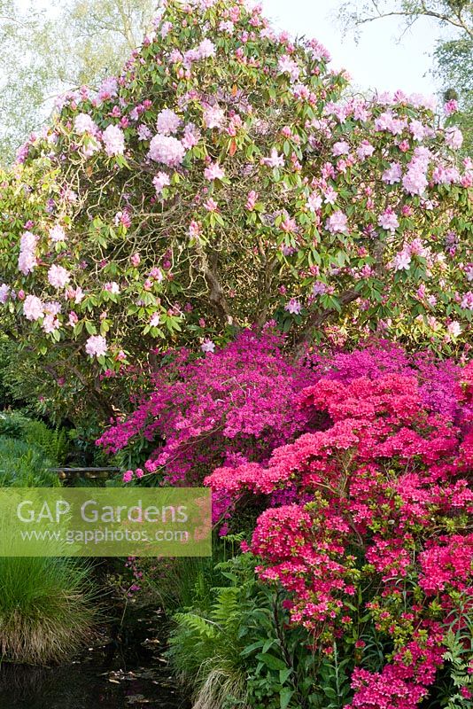 Kurume azaleas - Rhododendron 'Hinode-giri', Rhododendron 'Hatsugiri' and Rhododendron 'Pink Pearl' on bank of stream