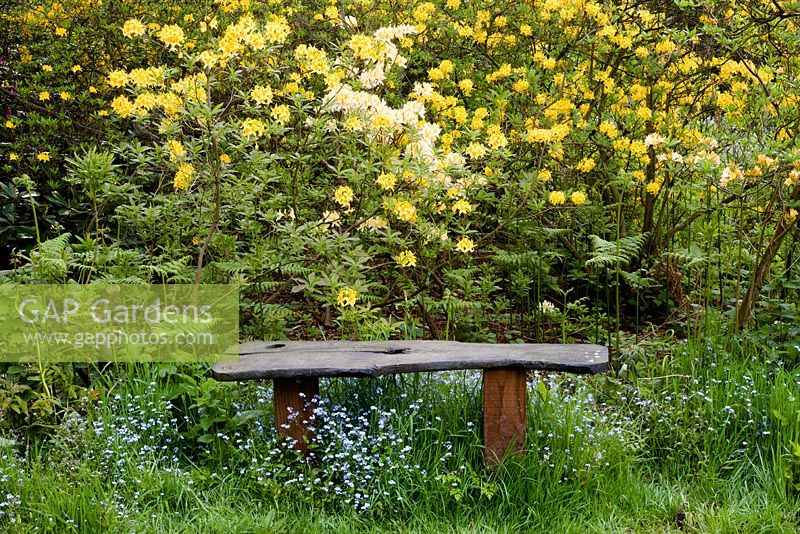 Bench in woodland glade with Rhododendron luteum - honeysuckle azalea behind and forget-me-not - Myosotis sylvatica , syn. M. alpestris underneath