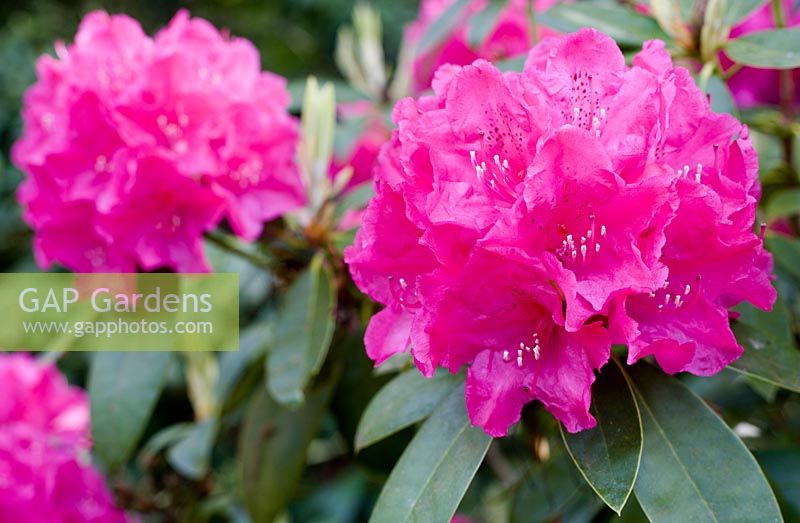 Rhododendron 'Cynthia' AGM