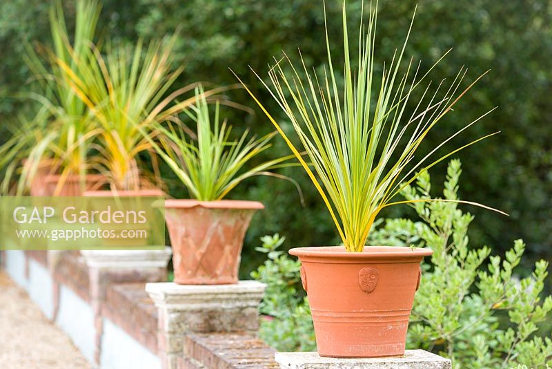 Terracotta pots containing cordylines on the side of a raised boules allee