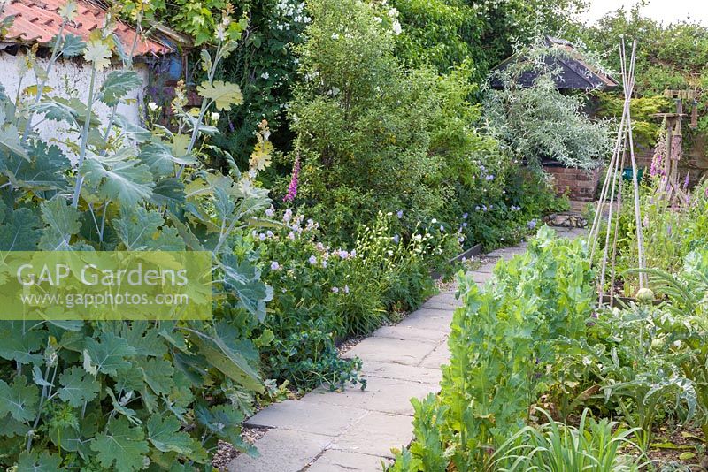 Paved and gravel pathway between mixed borders. Macleaya in foreground, geranium, foxglove, pittosporum, campanula, and weeping pear Pyrus salicifolia 'Pendula' at end. Papaver somniferum in bud and artichoke to right.
