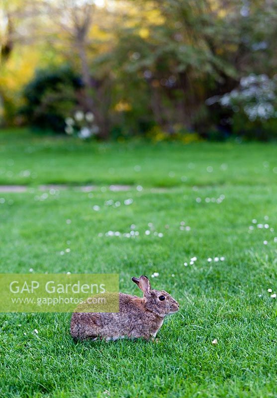 Wild rabbit in private garden - Malmo, Sweden