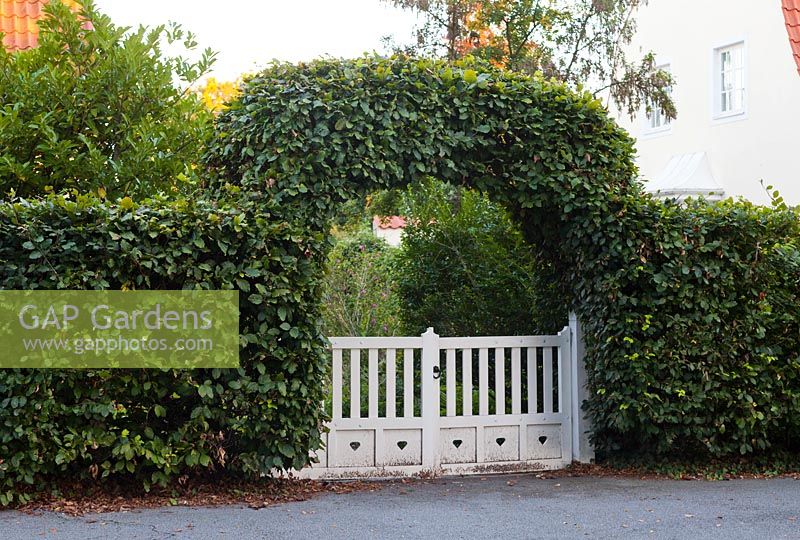Hedge and entrance arch of Fagus sylvatica - early September - Private garden, Malmo, Sweden