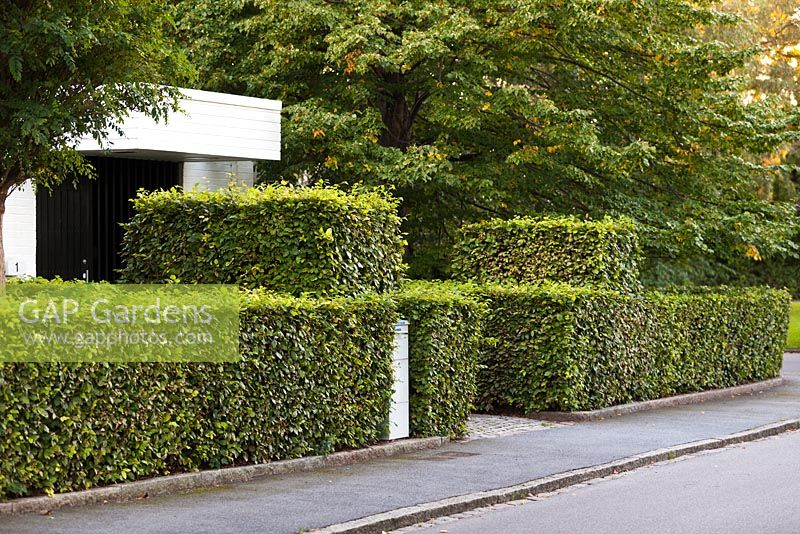 Cut hedges of Fagus sylvatica outside modern Scandinavian house - early September - Private garden, Malmo, Sweden