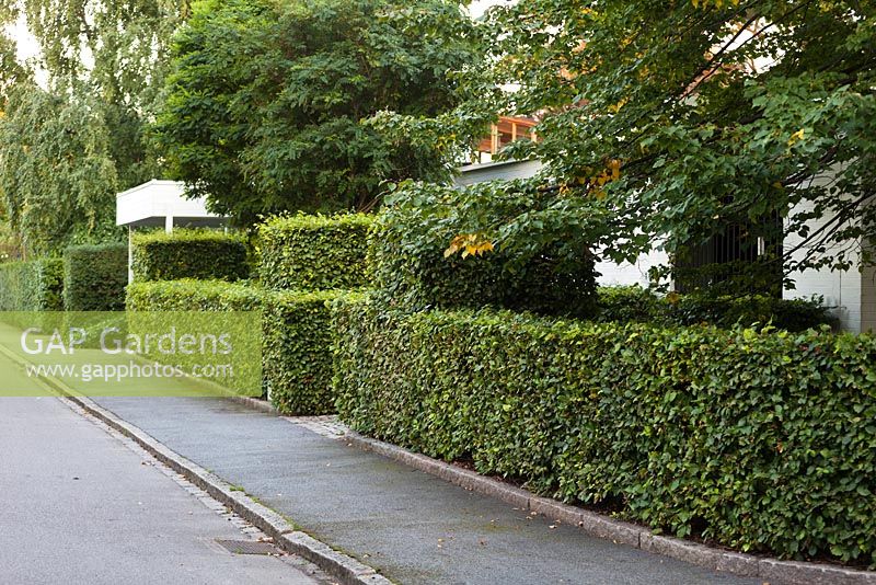 Cut hedges of Fagus sylvatica outside modern Scandinavian house - early September - Private garden, Malmo, Sweden