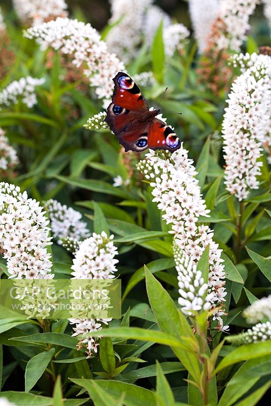 Lysimachia clethroides and Peacock butterfly - Gooseneck - August - Alnarp, Malmo, Sweden