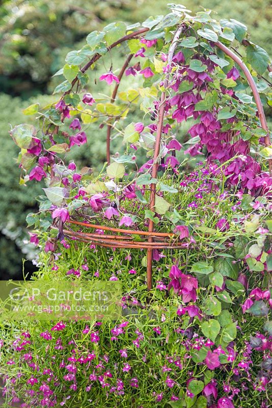A quirky and naturalistic container featuring Rhodochiton atrosanguineus, Lobelia 'Trailing Red' and a woven willow frame