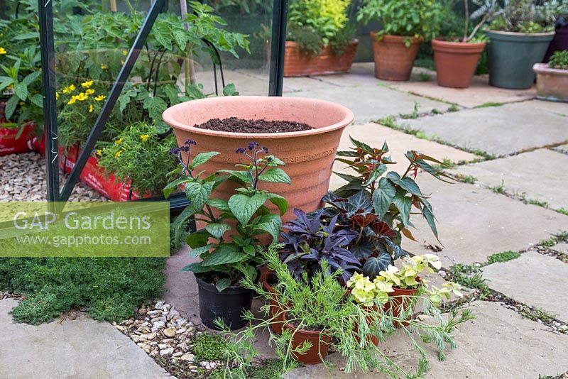 Plants required for tropical pots are Helichrysum petiolare 'Gold', Heliotropium arborescens 'Butterfly Kisses', Begonia boliviensis 'Santa Cruz Sunset', Begonia 'Glowing Embers' and Ipomoea 'Bright Ideas Black' Bright Ideas series