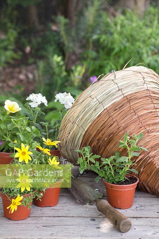 Ingredients required to create hanging basket of Bidens Bidy 'Gonzales Big' Red Fox, Verbena 'Empress Flair White' Red Fox Empress Flair series and Petunia 'Yellow' Red Fox Potunia Plus series