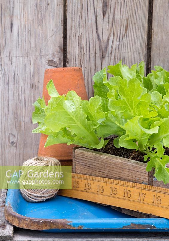 Lettuce plugs on blue tray with string, ruler and pots