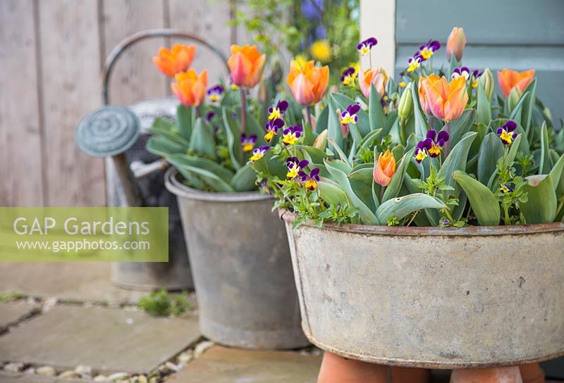 Viola tricolor and Tulipa 'Orange Princess' planted in galvanized steel basins